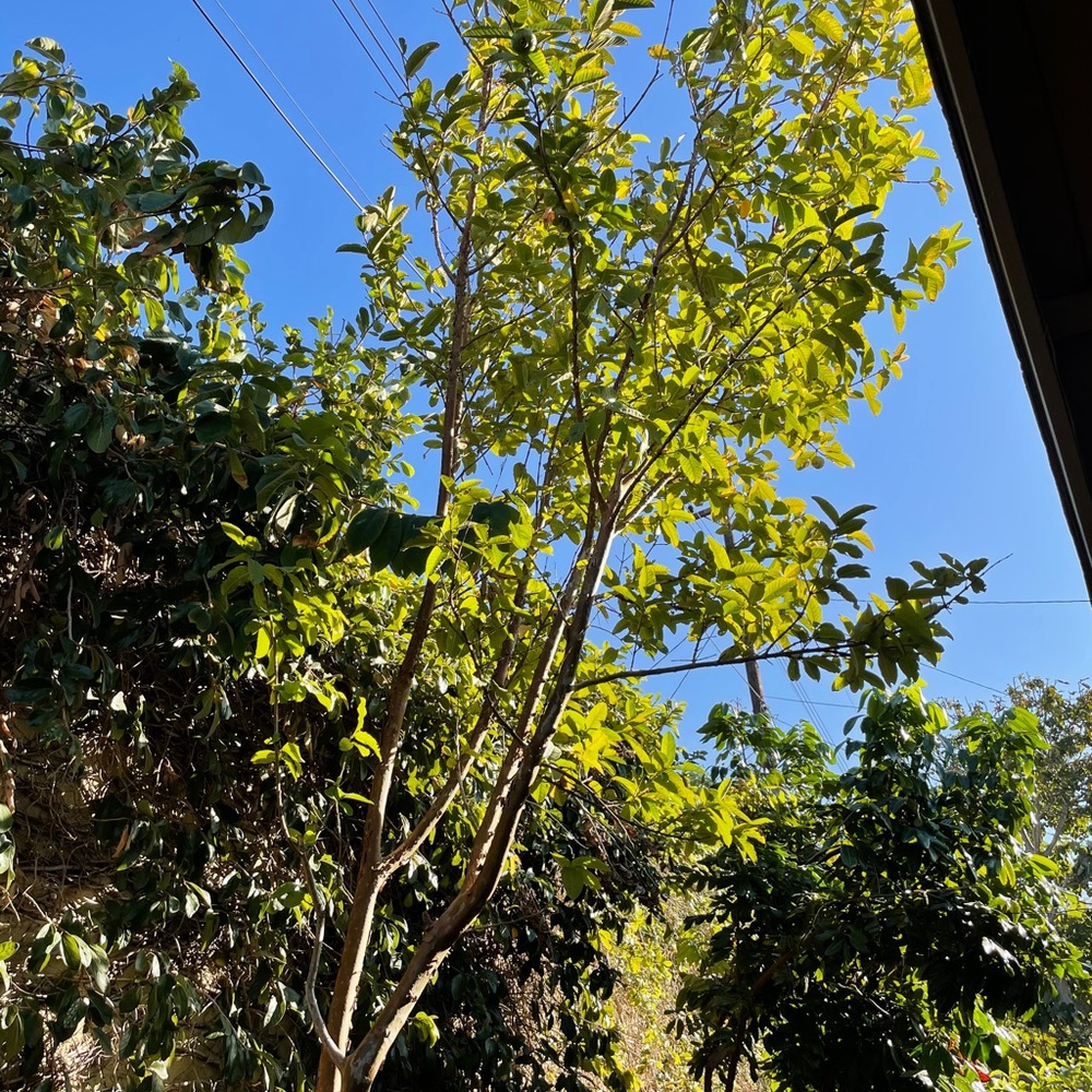 Meet your Posher, Ella